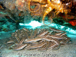 Taken with Canon Powershot A75. 
School of juvenile catf... by Jeanine Garcia 